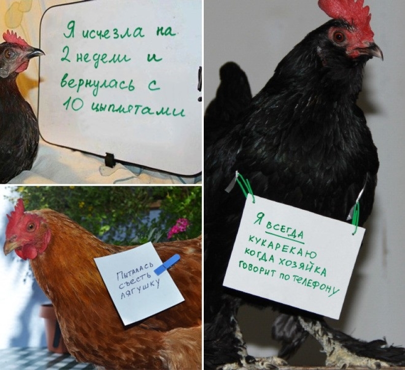 Naughty chickens who have the courage to confess their sins