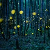 Neon Nights: Fireflies