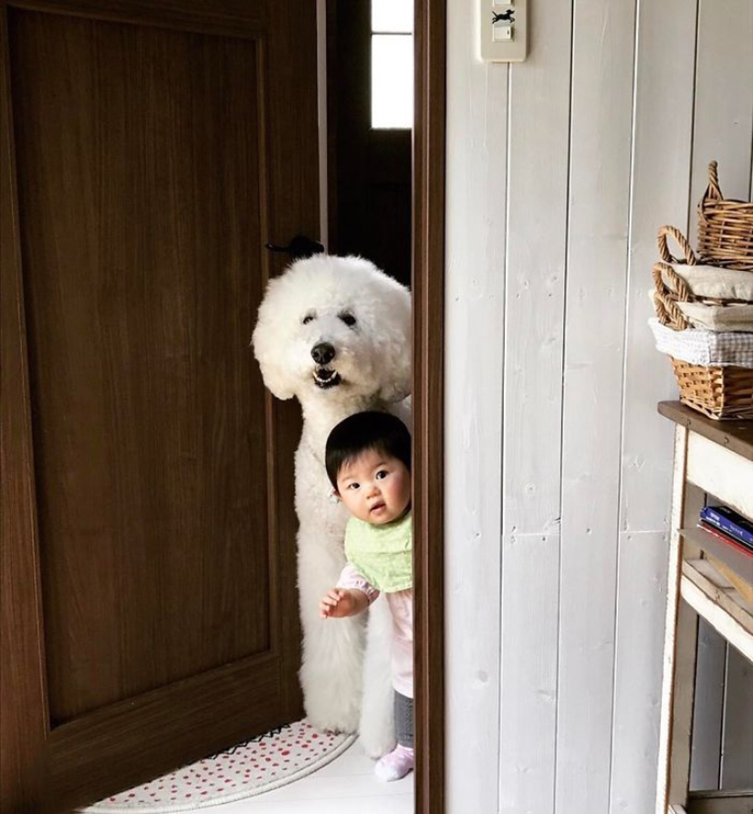 Niña japonesa de un año, enorme caniche y tierna amistad