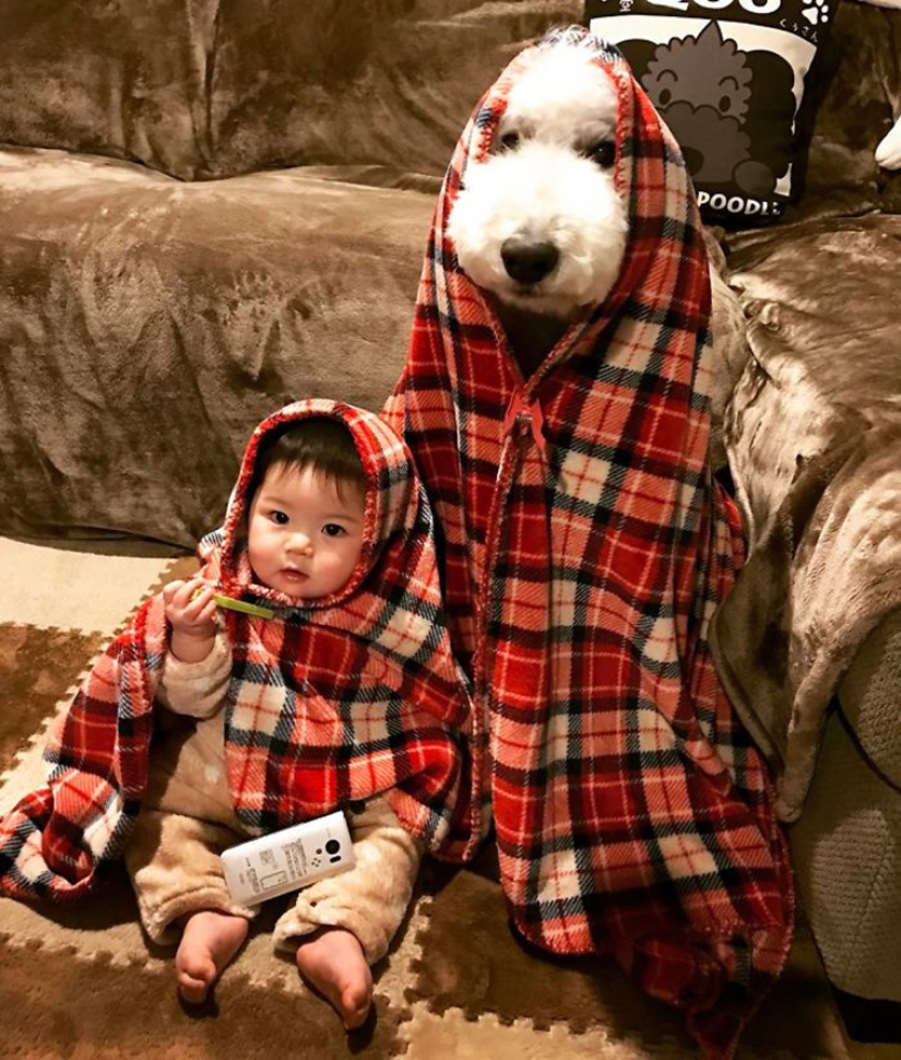 Niña japonesa de un año, enorme caniche y tierna amistad