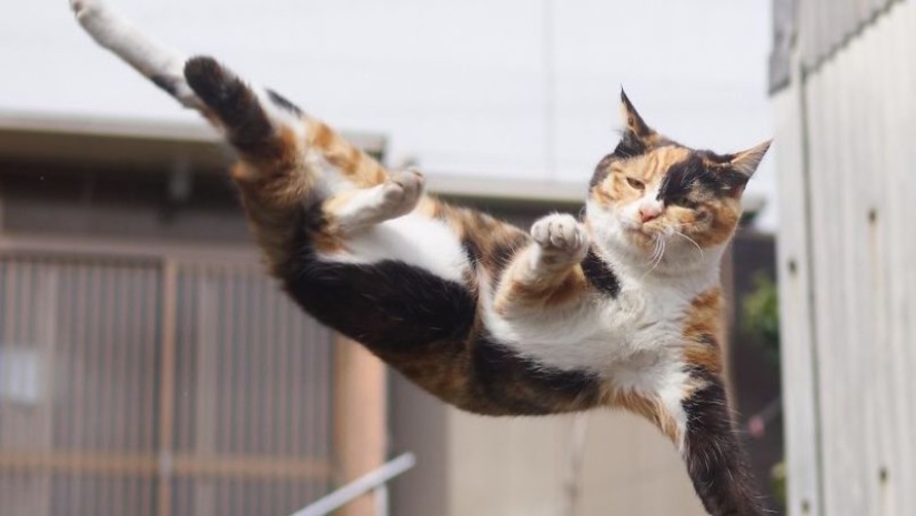 "Ninja Cat": Japanese man photographs animals during their martial practices