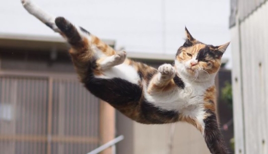 "Ninja Cat": Japanese man photographs animals during their martial practices