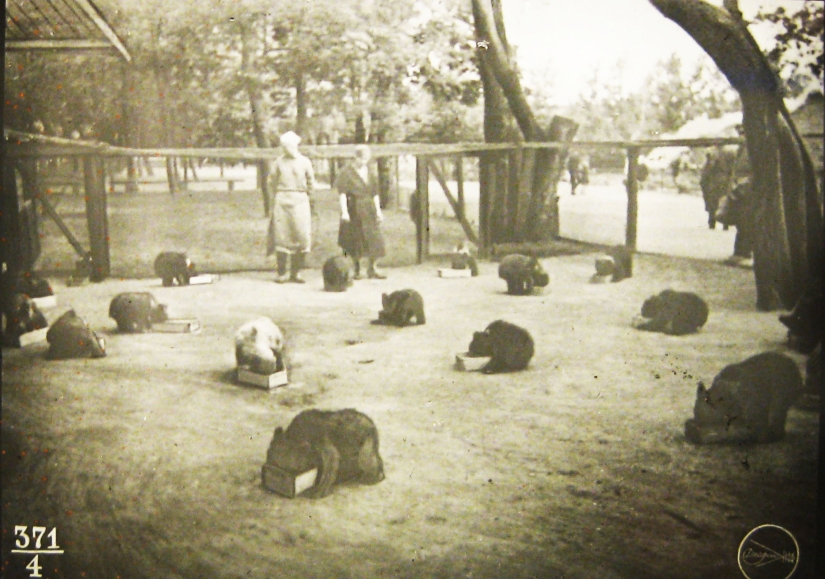 Niños en una jaula: 154 años del zoológico de Moscú