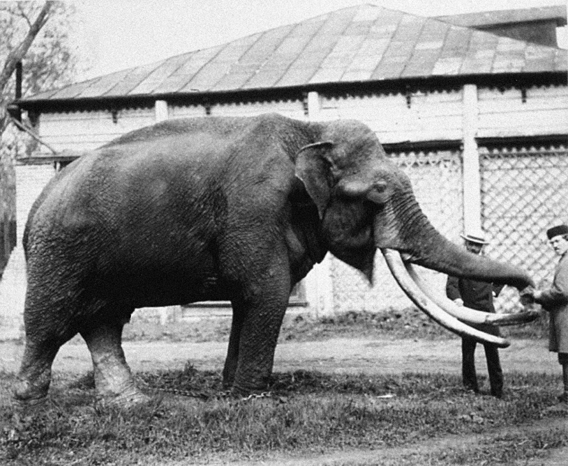 Niños en una jaula: 154 años del zoológico de Moscú