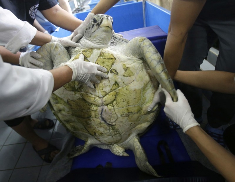 ¡No creerás lo que los veterinarios extrajeron de esta tortuga!