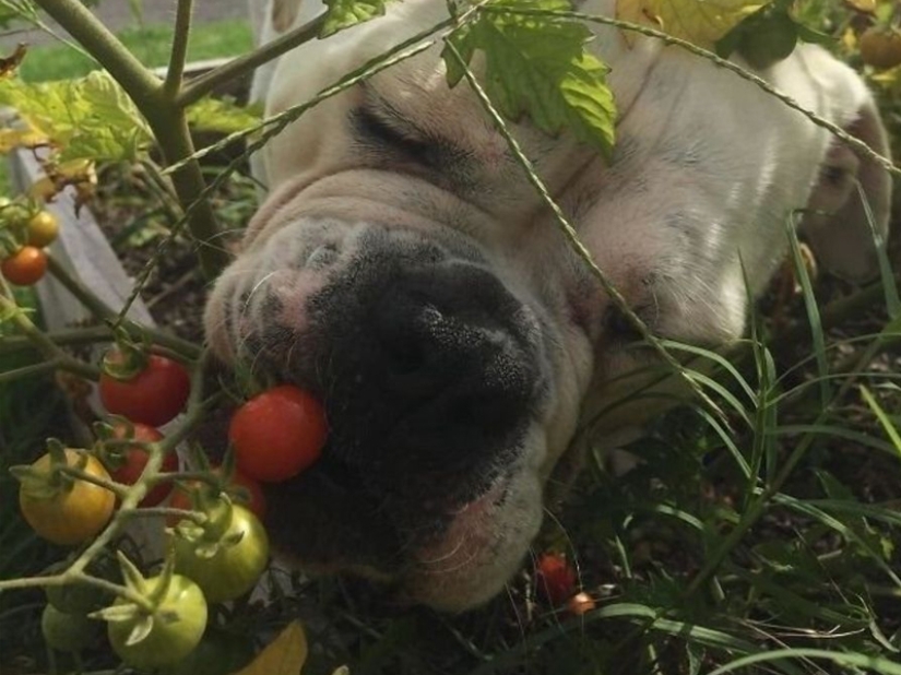 ¡No dejes la comida desatendida mientras estas mascotas estén cerca!