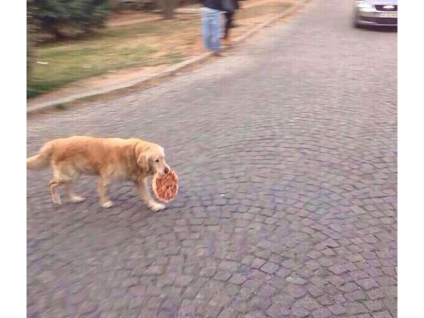 ¡No dejes la comida desatendida mientras estas mascotas estén cerca!