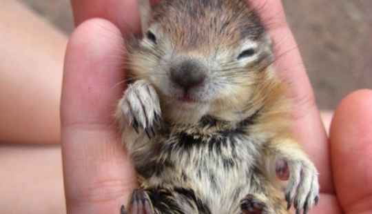 No estés triste: estos animales te recordarán que el mundo es hermoso después de todo