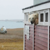 "No estoy atascado, solo estoy descansando": en Svalbard, un oso irrumpió en un almacén y no pudo salir