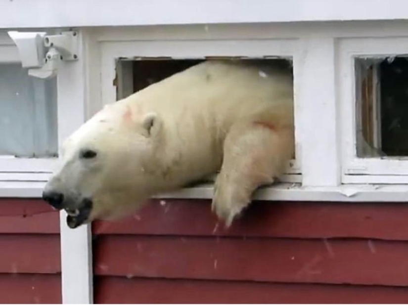 "No estoy atascado, solo estoy descansando": en Svalbard, un oso irrumpió en un almacén y no pudo salir
