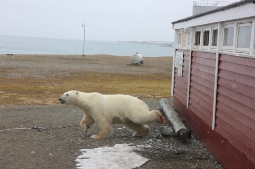 "No estoy atascado, solo estoy descansando": en Svalbard, un oso irrumpió en un almacén y no pudo salir