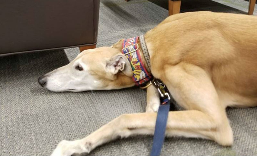 No one wanted to read aloud to the therapy dog. But thanks to the power of social networks, there is now a queue for him