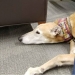No one wanted to read aloud to the therapy dog. But thanks to the power of social networks, there is now a queue for him