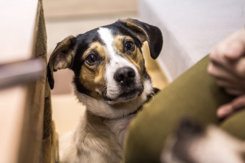 No puedes alimentarlos, pero puedes llevarlos a casa: se ha abierto un café con perros callejeros en Novosibirsk