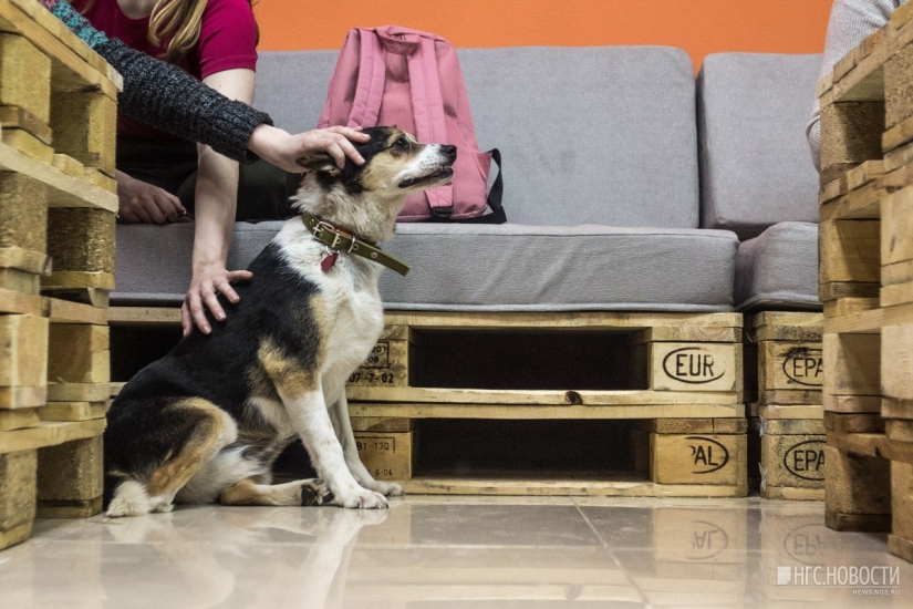 No puedes alimentarlos, pero puedes llevarlos a casa: se ha abierto un café con perros callejeros en Novosibirsk
