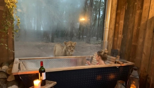 Noche salvaje: se ha abierto un impresionante hotel en Kent, donde podrá relajarse al lado de los leones