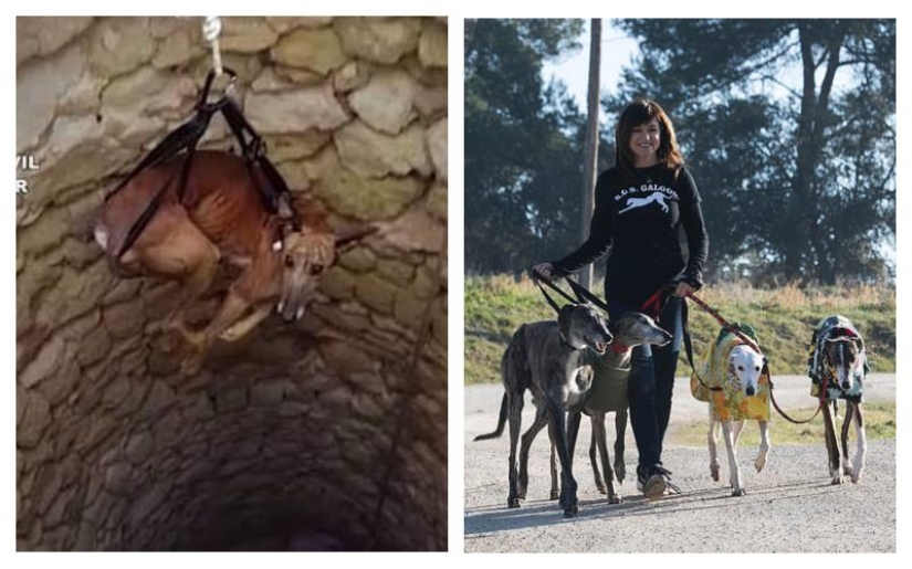 Not responsible for those who have been tamed: why Spanish hunters massively abandon greyhounds to die