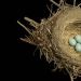 Obras maestras de la arquitectura natural-nidos de pájaros