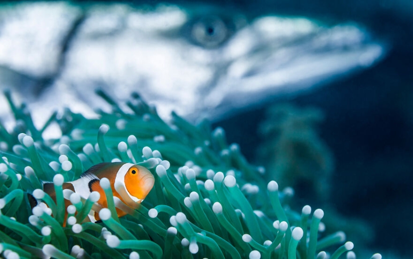 Ocean Photography Awards finalists just announced