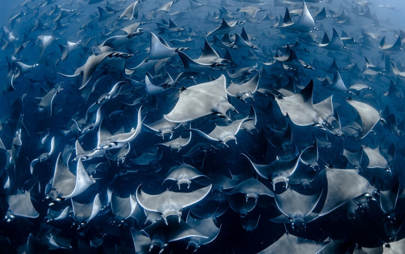 Ocean Photography Awards finalists just announced