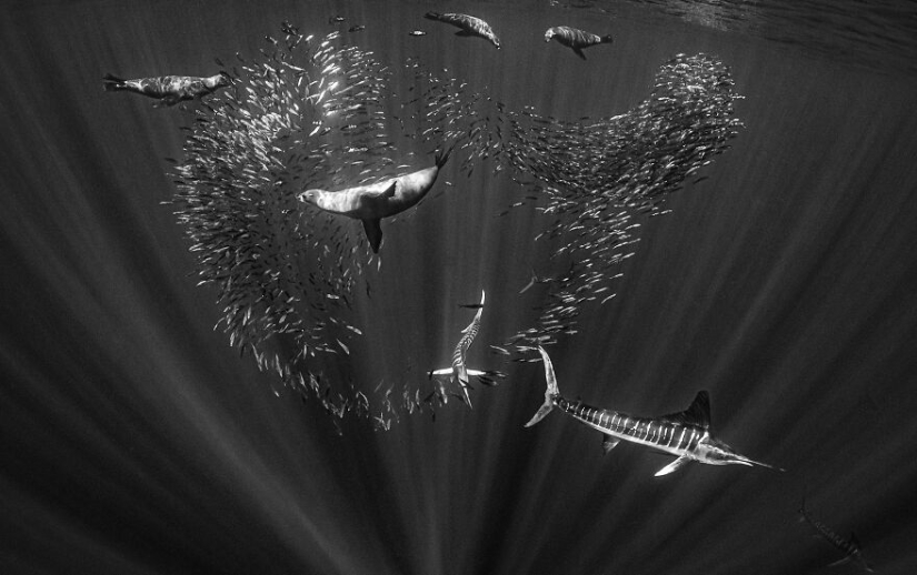 Ocean Photography Awards finalists just announced