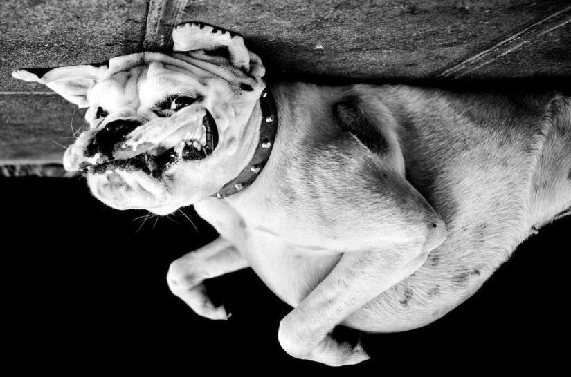 Ojos de perro honestos: un británico fotografía perros en diferentes países del mundo