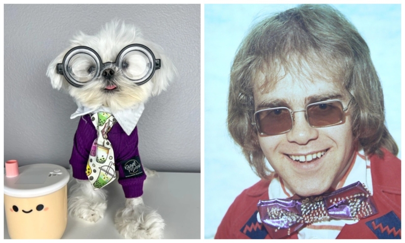 On style: a fashionable dog, similar to Elton John, has become an Internet star