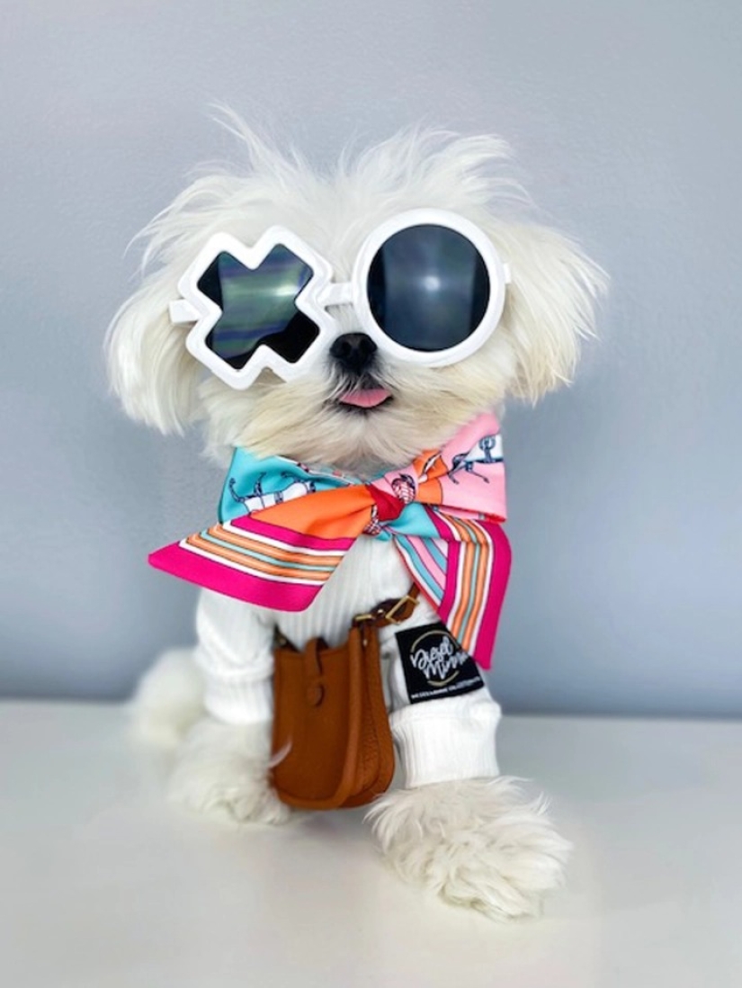 On style: a fashionable dog, similar to Elton John, has become an Internet star