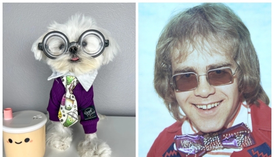 On style: a fashionable dog, similar to Elton John, has become an Internet star