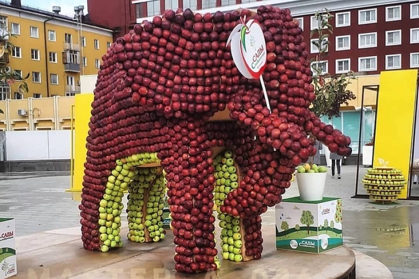 On the Day of the city, residents of Stavropol ate an elephant and gnawed the crown of a tree