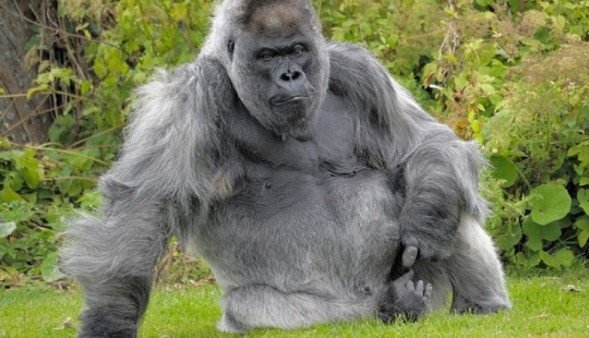 One of the oldest gorillas died in her own mansion with heating and TV