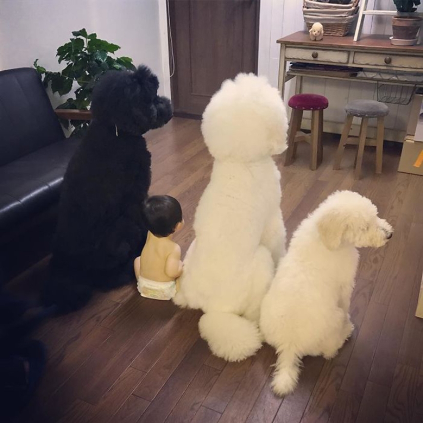 One-year-old Japanese girl, huge poodle and tender friendship