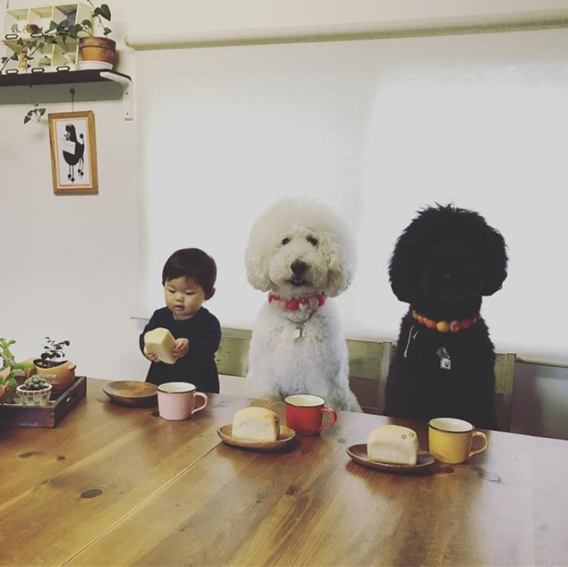 One-year-old Japanese girl, huge poodle and tender friendship
