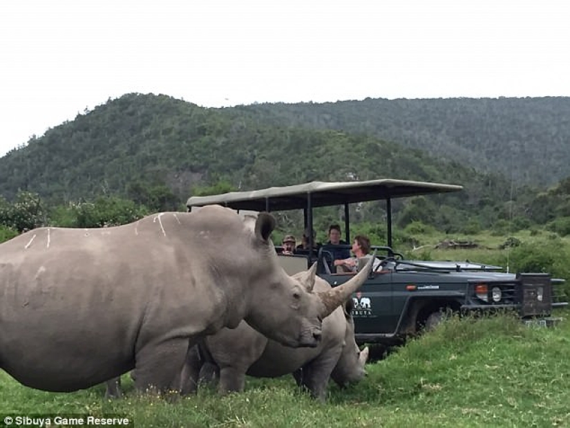 Only the head and shoes remained: in South Africa, lions devoured poachers hunting rhinos