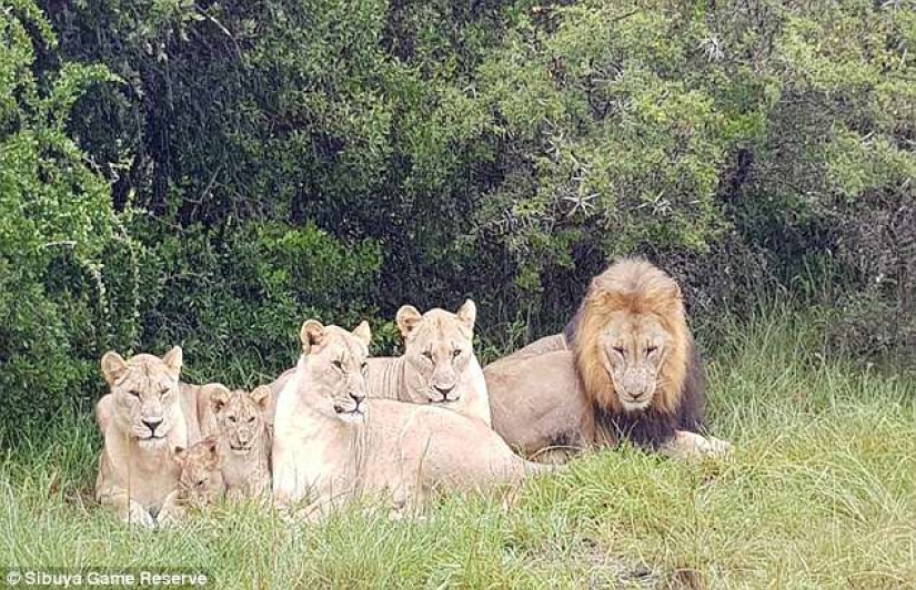 Only the head and shoes remained: in South Africa, lions devoured poachers hunting rhinos