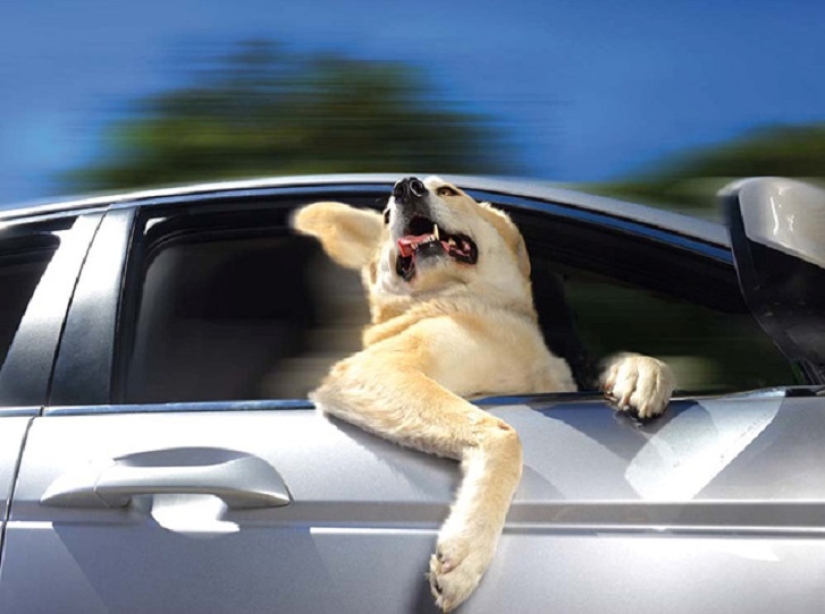 Only the wind, only happiness is ahead: 29 dogs who are hit in the face by the wind