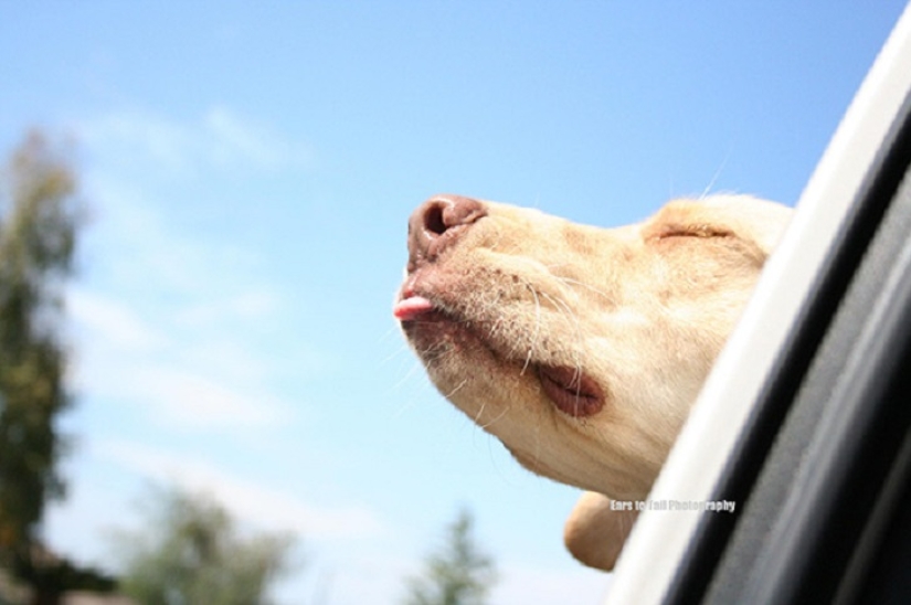 Only the wind, only happiness ahead: 29 dogs that face has the wind
