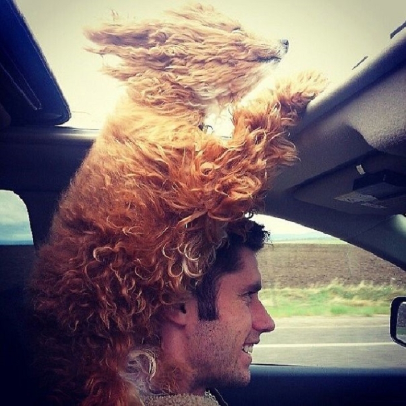 Only the wind, only happiness is ahead: 29 dogs who are hit in the face by the wind
