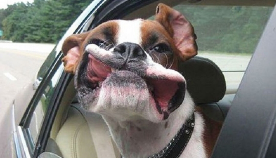 Only the wind, only happiness is ahead: 29 dogs who are hit in the face by the wind