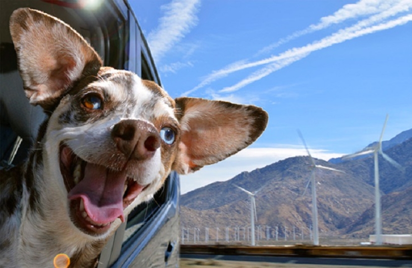 Only the wind, only happiness is ahead: 29 dogs who are hit in the face by the wind