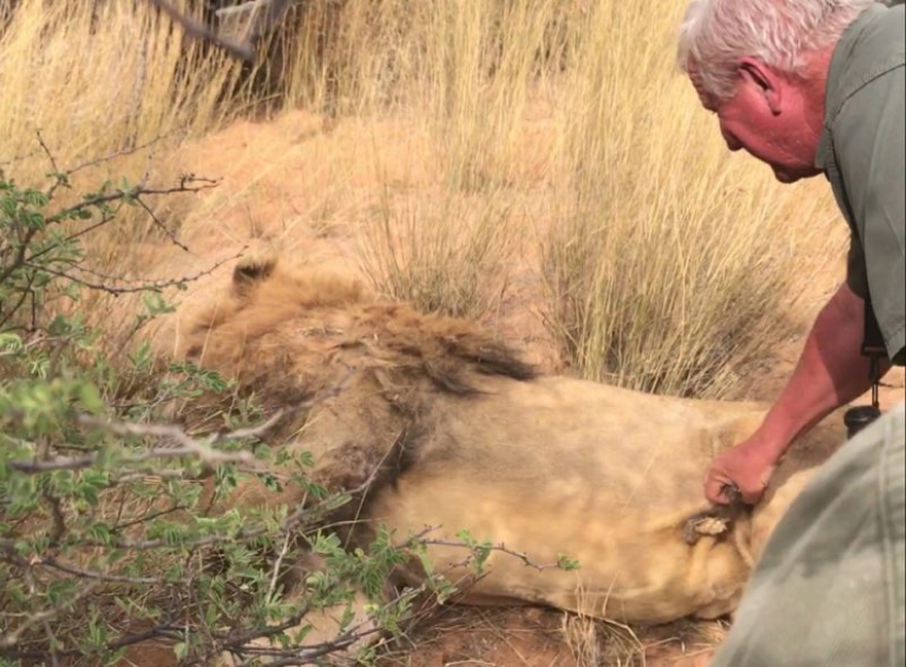 Operation Simba: billionaire Lord Ashcroft revealed a scheme of barbaric lion hunting in South Africa