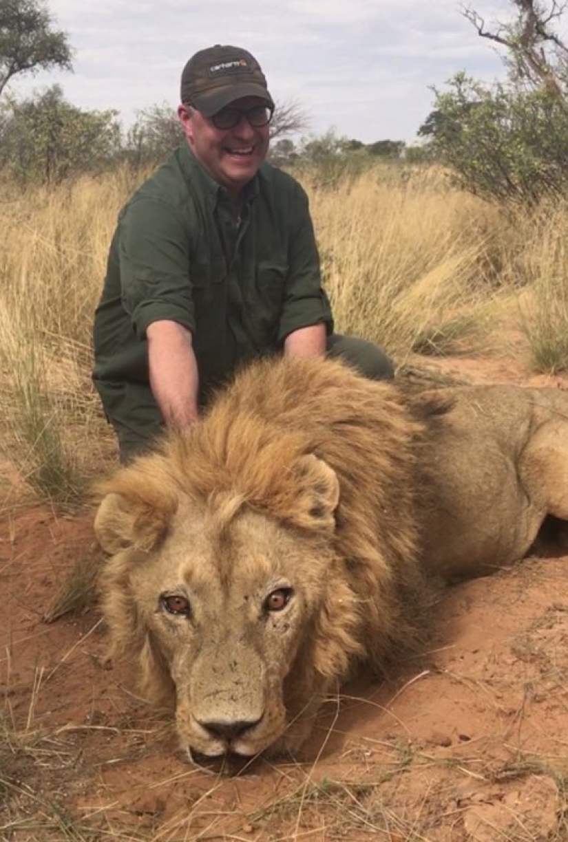 Operation Simba: billionaire Lord Ashcroft revealed a scheme of barbaric lion hunting in South Africa