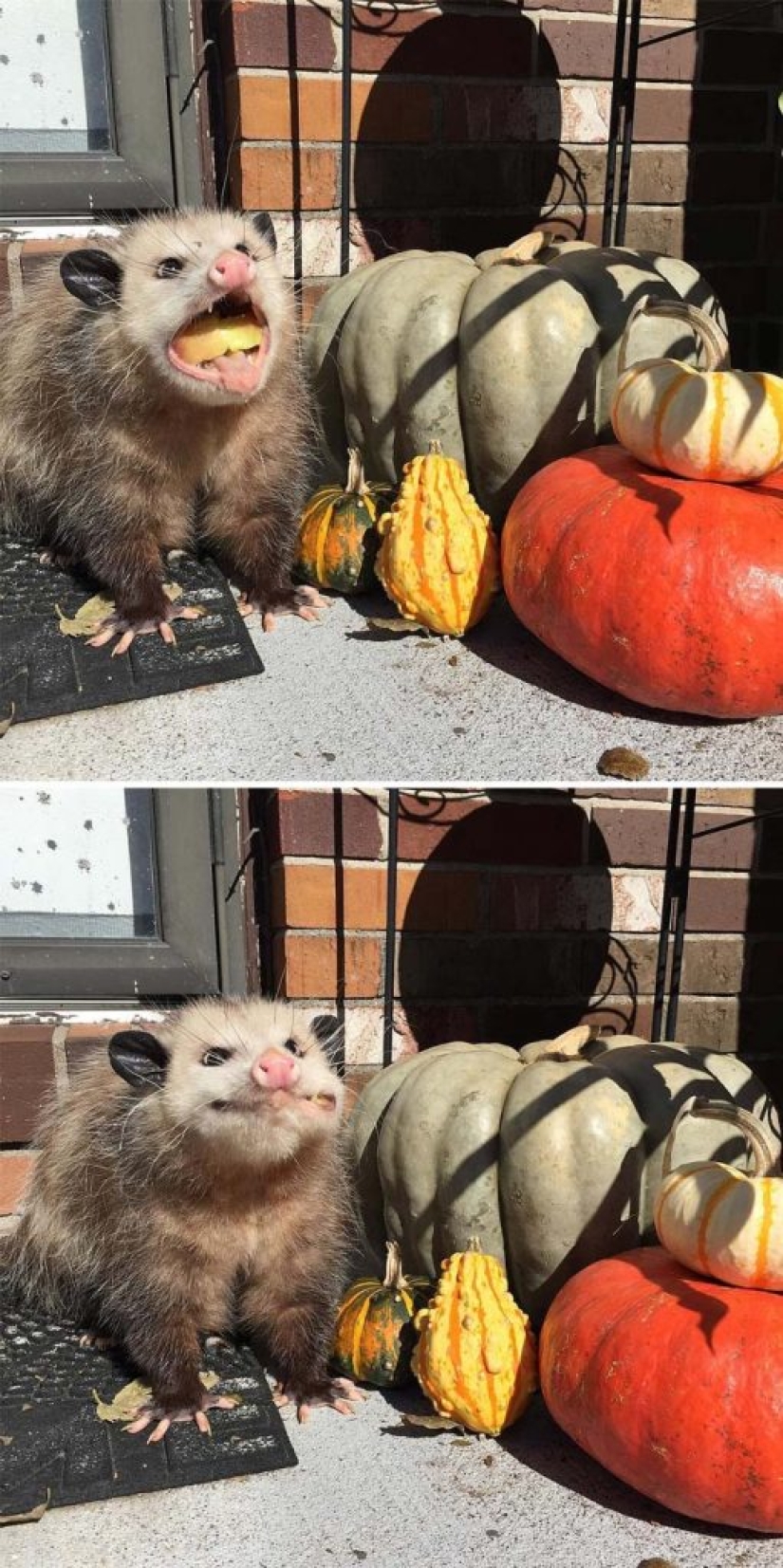 Opossums doing ridiculous and adorable things