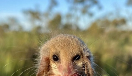 Opossums doing ridiculous and adorable things