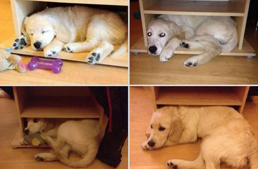 Our favorite animals: photos before and after growing up