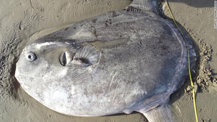 Overseas guest: a huge fish living in Australia was found on a California beach