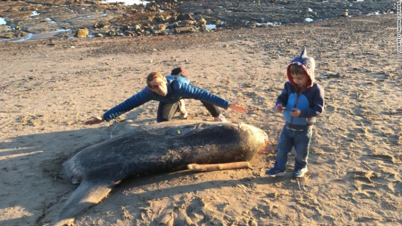 Overseas guest: a huge fish living in Australia was found on a California beach