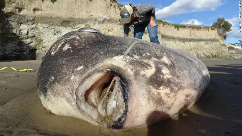 Overseas guest: a huge fish living in Australia was found on a California beach