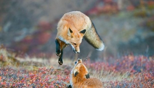 Paisajes de los Parques Nacionales de América