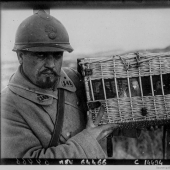 Palomas en uniforme: qué papel jugaron las aves en la Primera Guerra Mundial y qué tienen que ver los autobuses de dos pisos con eso